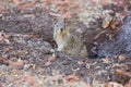 California Ground Squirrel - Otospermophilus beecheyi Royalty Free Stock Photo