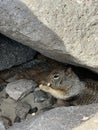 California Ground Squirrel in a Rock Hollow