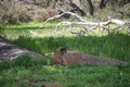 California Wildlife Series - Ramona Grasslands Preserve - Squirrel on Rocks