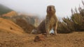 A California ground squirrel scavenges for food amongst the cliffs of Big Sur