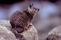 California Ground Squirrel  31408 Royalty Free Stock Photo