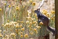 California ground squirrel sitting with yellow flowers under the sun