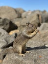 California Ground Squirrel Snacking on a Boulder