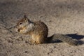 California ground Squirrel in Yosemite National Park