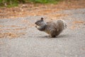 California Ground Squirrel in Yosemite National Park, outdoors Royalty Free Stock Photo