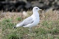 California gull 2 Royalty Free Stock Photo