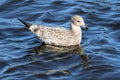 California gull 3 Royalty Free Stock Photo