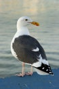 California Gull Royalty Free Stock Photo