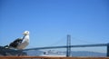 California gull Royalty Free Stock Photo