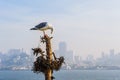 California Gull on Alcatraz Royalty Free Stock Photo
