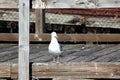 California Gull along San Francisco Bay, California, Larus californicus