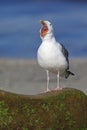 California Gull calling from a rock on a beach Royalty Free Stock Photo