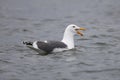 A California Gull calls while swimming in a California estuary Royalty Free Stock Photo