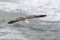 California Gull in flight over the Pacific Ocean - San Diego, Cal Royalty Free Stock Photo