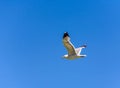 California gull flying over the beautiful Mono Lake Royalty Free Stock Photo