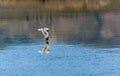 California gull flying over the beautiful Mono Lake