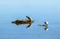 California gull flying over the beautiful Mono Lake Royalty Free Stock Photo