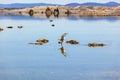 California gull flying over the beautiful Mono Lake Royalty Free Stock Photo