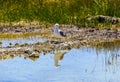 California gull flying over the beautiful Mono Lake Royalty Free Stock Photo