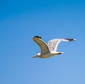 California gull flying over the beautiful Mono Lake Royalty Free Stock Photo