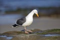 California Gull foraging in a tidal pool Royalty Free Stock Photo