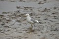 California Gull larus californicus Royalty Free Stock Photo