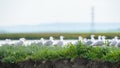 California Gull.Larus californicus