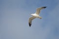 California Gull, Larus californicus, Flying at Rosarito Beach, Baja California