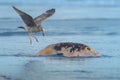 California Gull, Larus californicus, Landing on Dead Sea Lion in Rosarito Beach