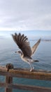 Young Seagull at Ocean Beach Pier with Blue Sky Masked by White Clouds