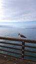Young Seagull at Ocean Beach Pier with Blue Sky Masked by White Clouds