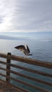 Young Seagull at Ocean Beach Pier with Blue Sky Masked by White Clouds