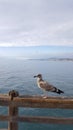 Young Seagull at Ocean Beach Pier with Blue Sky Masked by White Clouds