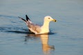 California Gull Larus californicus Wading in the Golden Hours. Royalty Free Stock Photo