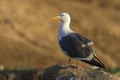 California Gull perched on a cliff - San Diego, California Royalty Free Stock Photo