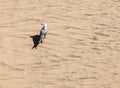 California gull walking at the beach Royalty Free Stock Photo