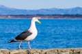 California Gull walking on a rock ledge, Pacific Grove, Monterey bay area, California