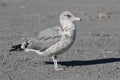 California Gull & x28;Larus californicus& x29; Royalty Free Stock Photo