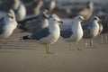 California Gulls, Larus californicus, at Rosarito Beach, Baja California, Mexico