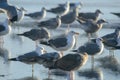 California Gulls, Larus californicus, at Rosarito Beach, Baja California, Mexico