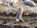 California Harbor Seal hangs onto a rock looking at camera.