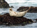 California harbor seal on rock, big sur, california