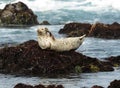 California harbor seal on rock,big sur, california