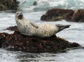 California harbor seal rock,big sur,california