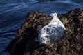 California Harbor Seal on Rocks