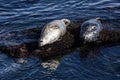 California Harbor Seals on Rocks in Monterey Royalty Free Stock Photo