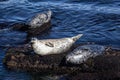 California Harbor Seals on Rocks Royalty Free Stock Photo