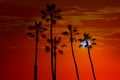 California high palm trees sunset sky silohuette Royalty Free Stock Photo