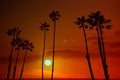 California high palm trees sunset sky silohuette Royalty Free Stock Photo