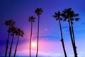 California high palm trees sunset sky silohuette background USA Royalty Free Stock Photo